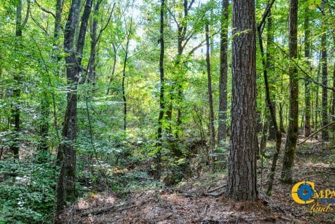 Crocker Branch Land for Sale in South Carolina-21