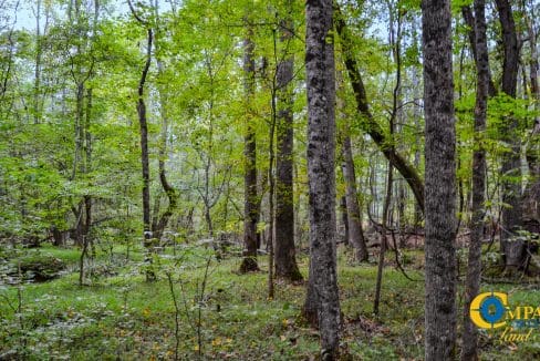 Crocker Branch Land for Sale in South Carolina-23