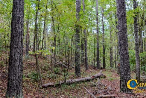 Crocker Branch Land for Sale in South Carolina-28