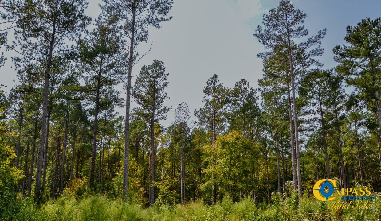 Dawkins Road South Land for Sale in South Carolina-5