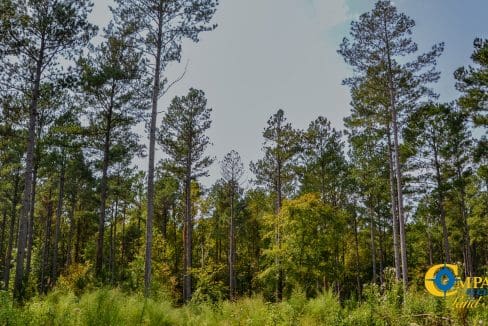 Dawkins Road South Land for Sale in South Carolina-5