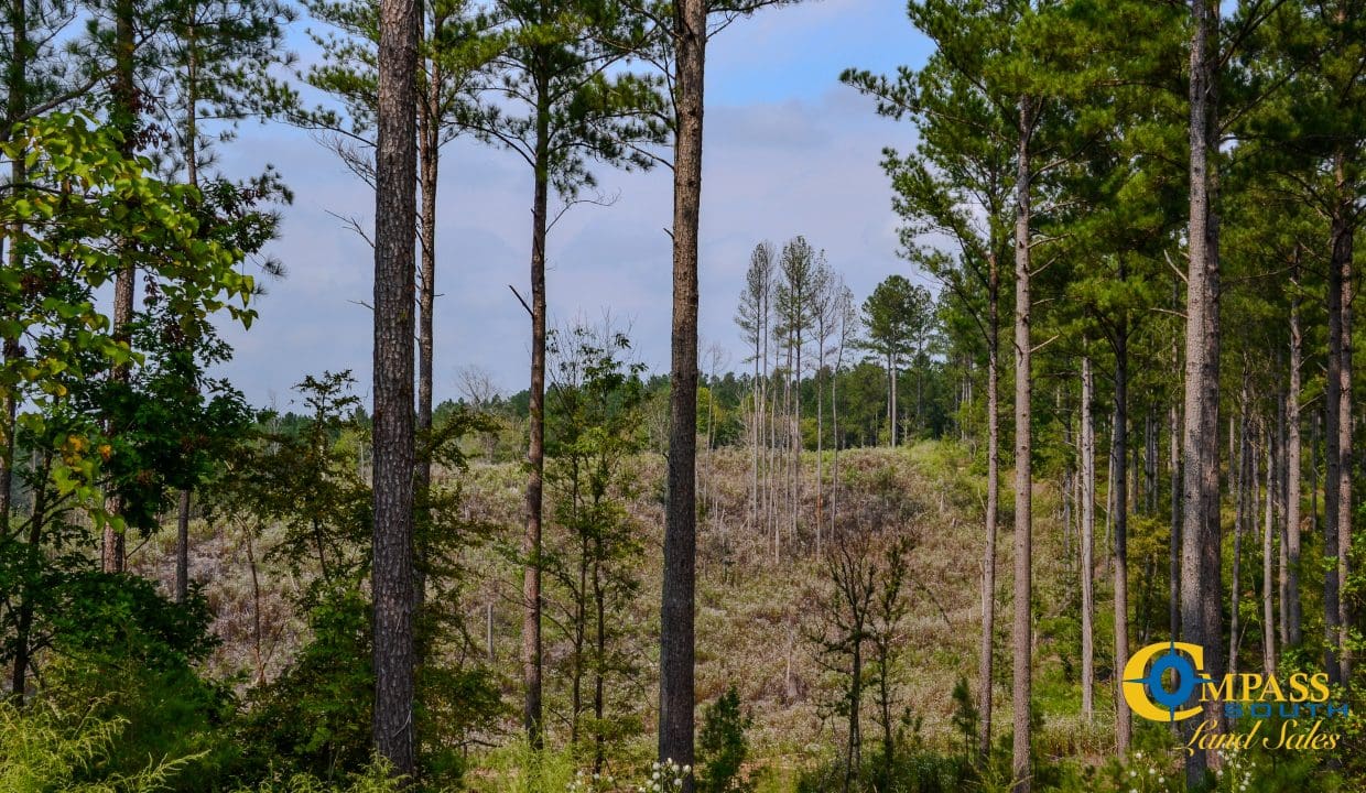 Dawkins Road South Land for Sale in South Carolina-7