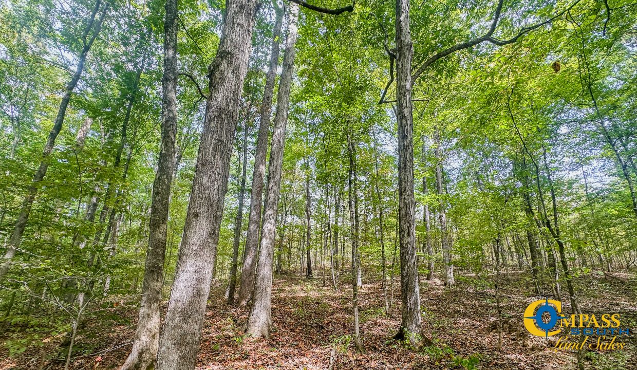 Hurricane Creek Land for Sale in Tennessee-04