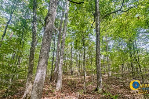 Hurricane Creek Land for Sale in Tennessee-04