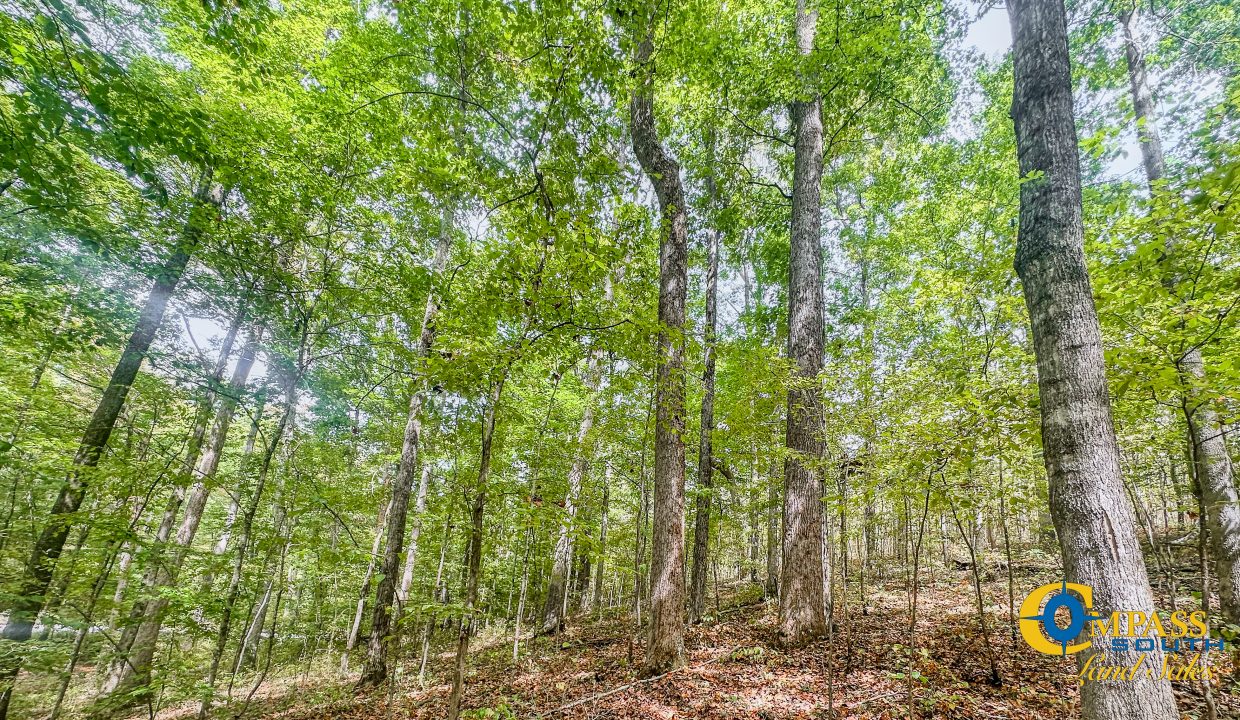 Hurricane Creek Land for Sale in Tennessee-07