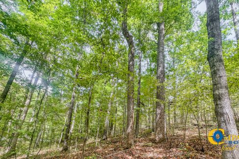 Hurricane Creek Land for Sale in Tennessee-07