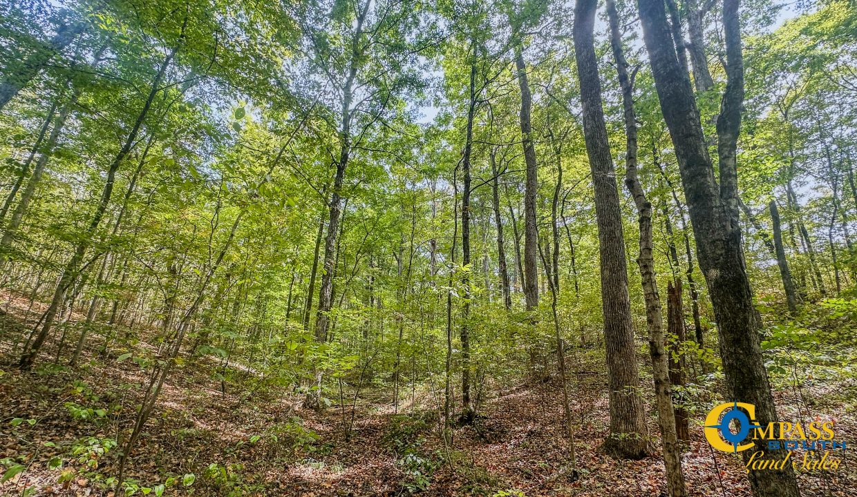 Hurricane Creek Land for Sale in Tennessee-09