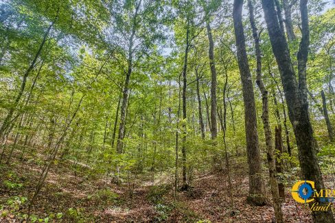 Hurricane Creek Land for Sale in Tennessee-09