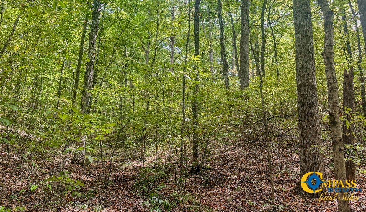 Hurricane Creek Land for Sale in Tennessee-10