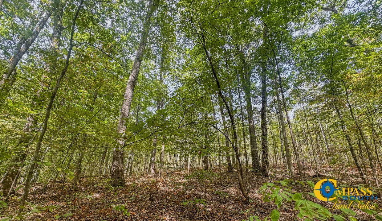 Hurricane Creek Land for Sale in Tennessee-11