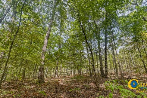 Hurricane Creek Land for Sale in Tennessee-11