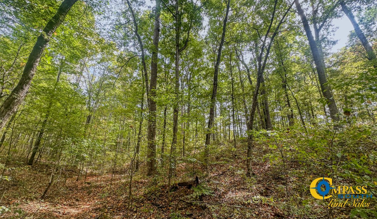 Hurricane Creek Land for Sale in Tennessee-13