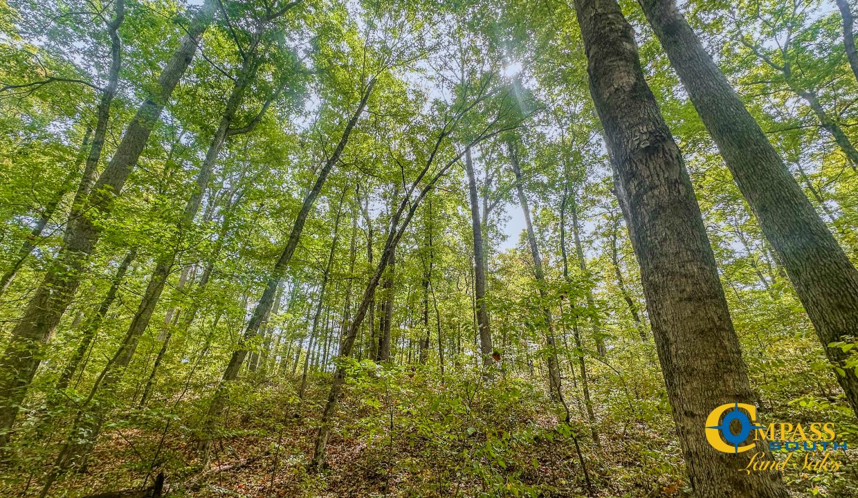 Hurricane Creek Land for Sale in Tennessee-14