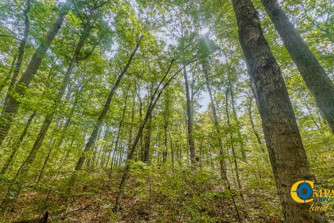 Hurricane Creek Land for Sale in Tennessee-14