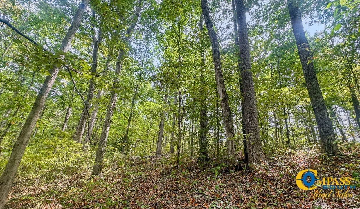 Hurricane Creek Land for Sale in Tennessee-15