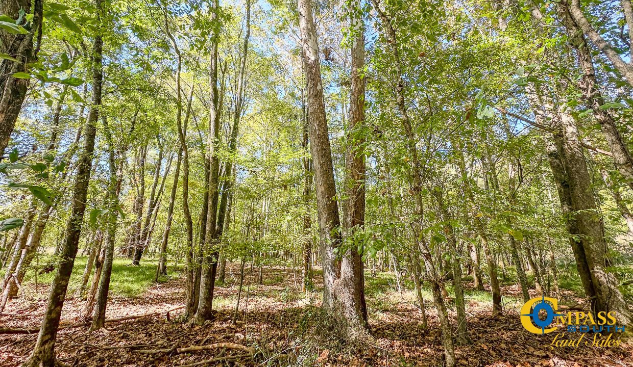 Middle Fork West Tennessee Land for Sale-44