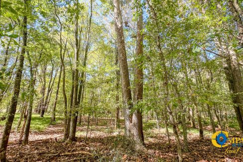 Middle Fork West Tennessee Land for Sale-44