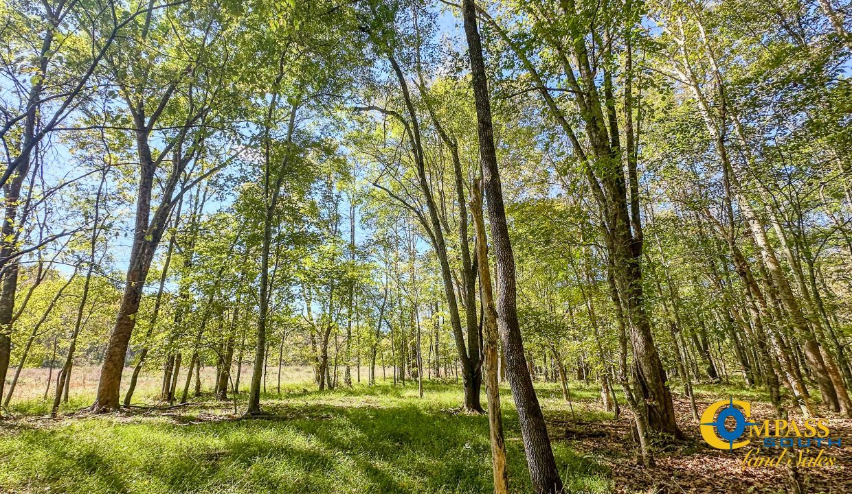 Middle Fork West Tennessee Land for Sale-45