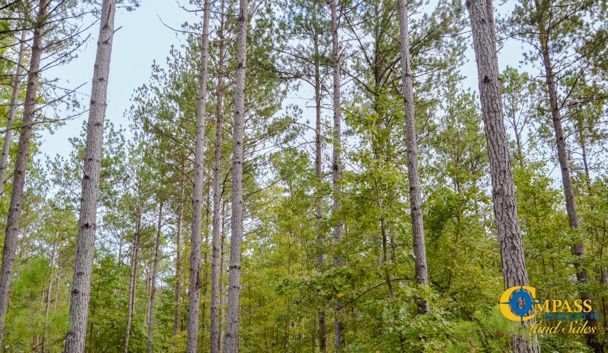 Padgett's Creek Land for Sale in South Carolina-03