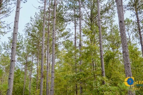 Padgett's Creek Land for Sale in South Carolina-03