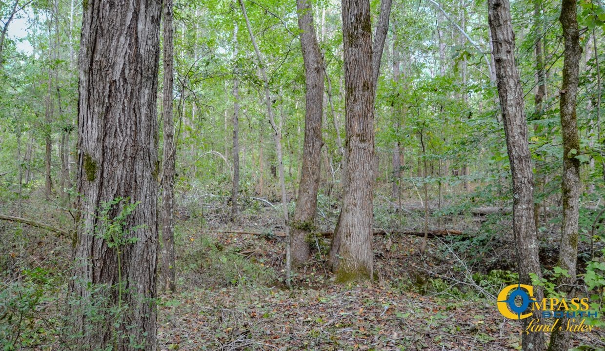 Padgett's Creek Land for Sale in South Carolina-06