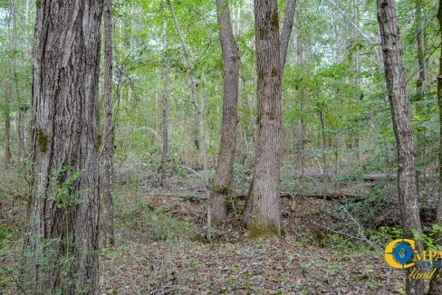 Padgett's Creek Land for Sale in South Carolina-06