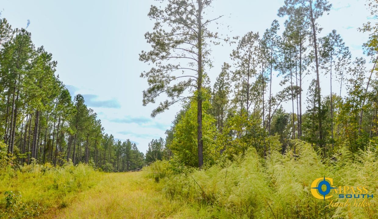 Padgett's Creek Land for Sale in South Carolina-10