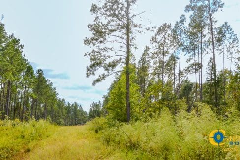 Padgett's Creek Land for Sale in South Carolina-10