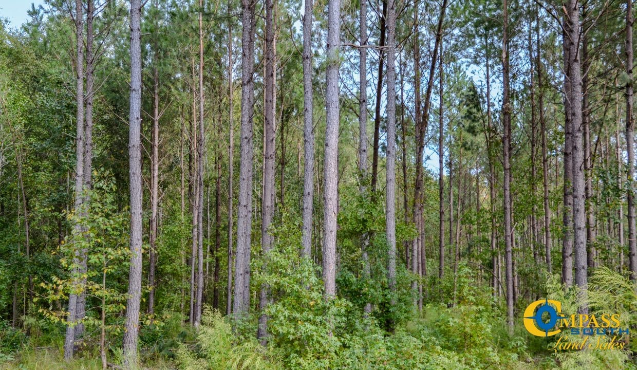 Padgett's Creek Land for Sale in South Carolina-11