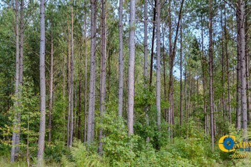 Padgett's Creek Land for Sale in South Carolina-11