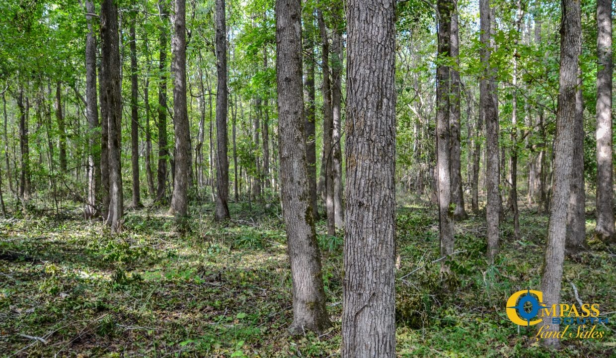 Padgett's Creek Land for Sale in South Carolina-12