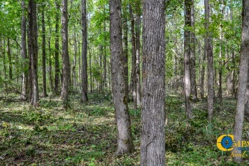 Padgett's Creek Land for Sale in South Carolina-12