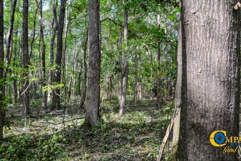 Padgett's Creek Land for Sale in South Carolina-14