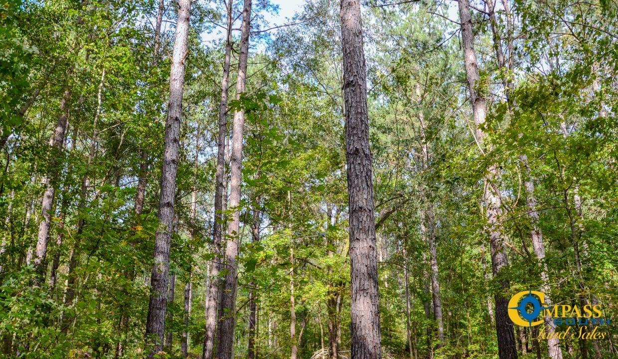 Padgett's Creek Land for Sale in South Carolina-15