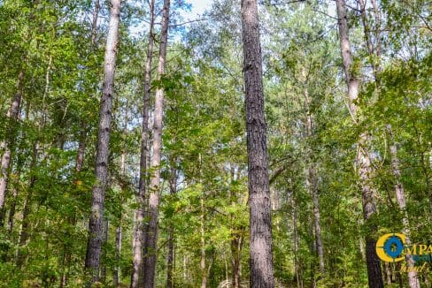 Padgett's Creek Land for Sale in South Carolina-15