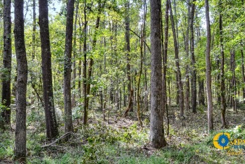 Padgett's Creek Land for Sale in South Carolina-17