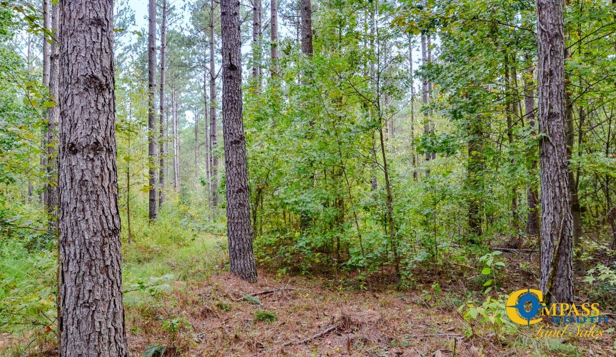 Padgett's Creek Land for Sale in South Carolina-19