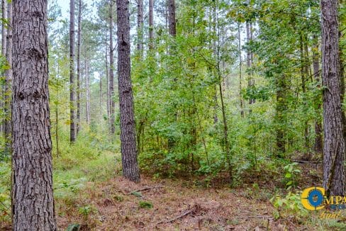 Padgett's Creek Land for Sale in South Carolina-19