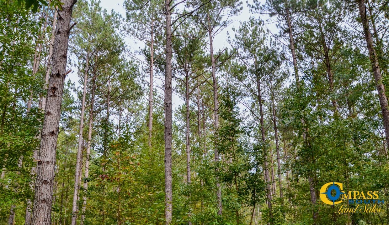 Padgett's Creek Land for Sale in South Carolina-20