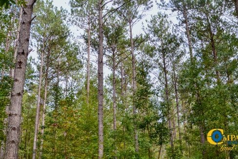 Padgett's Creek Land for Sale in South Carolina-20