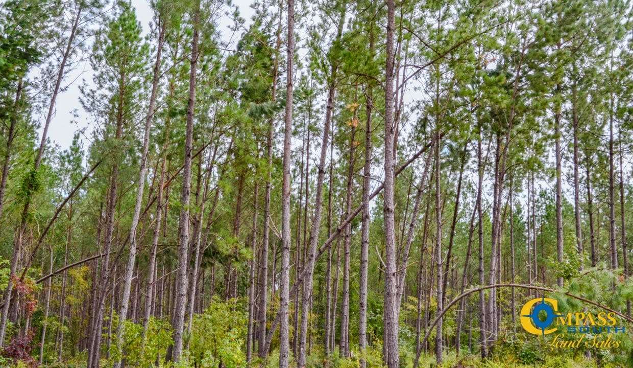 Padgett's Creek Land for Sale in South Carolina-23