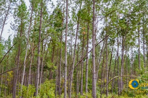 Padgett's Creek Land for Sale in South Carolina-23