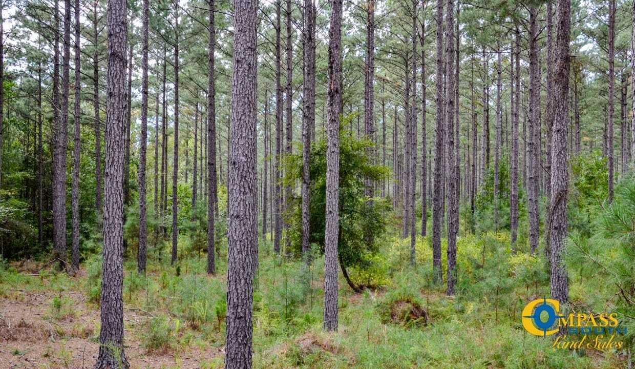 Padgett's Creek Land for Sale in South Carolina-29