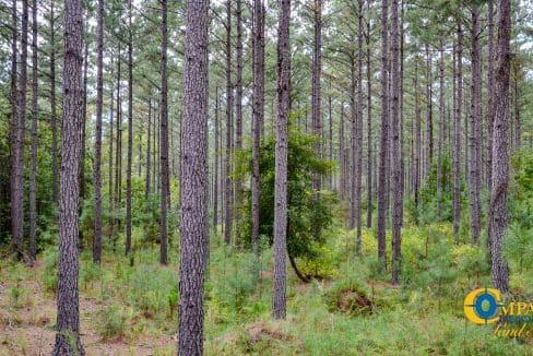 Padgett's Creek Land for Sale in South Carolina-29