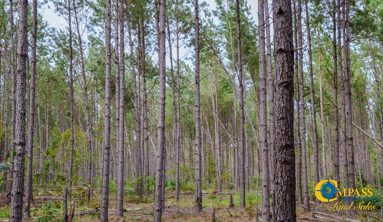 Padgett's Creek Land for Sale in South Carolina-30