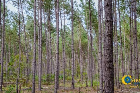 Padgett's Creek Land for Sale in South Carolina-30