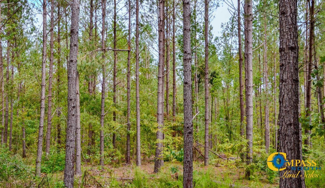 Padgett's Creek Land for Sale in South Carolina-31