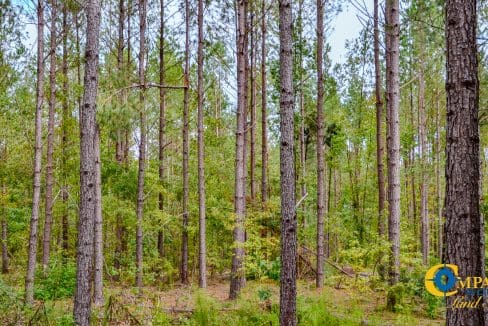 Padgett's Creek Land for Sale in South Carolina-31