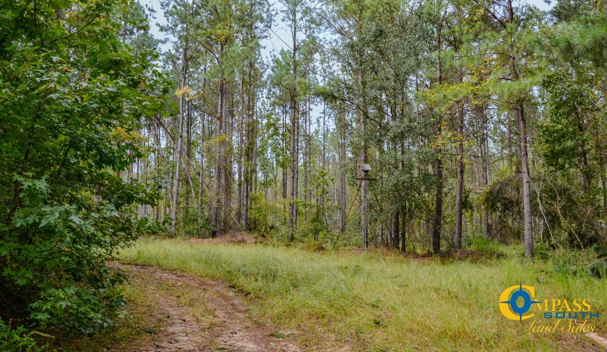 Padgett's Creek Land for Sale in South Carolina-32