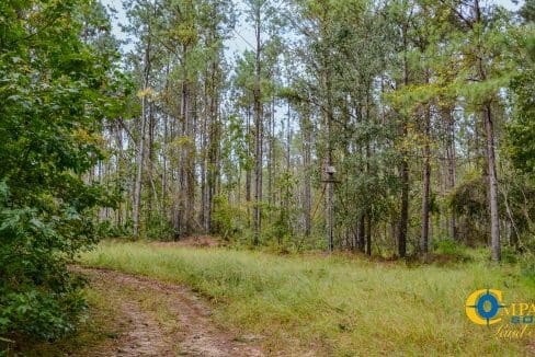 Padgett's Creek Land for Sale in South Carolina-32